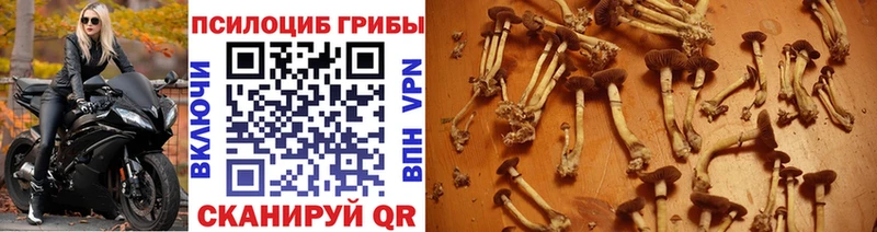 Псилоцибиновые грибы MAGIC MUSHROOMS Озёрск